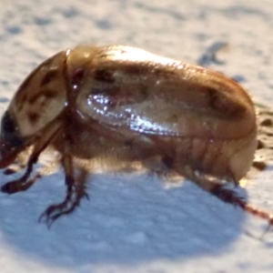 Cyclocephala signaticollis at Ainslie, ACT - 12 Jan 2019