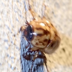 Cyclocephala signaticollis at Ainslie, ACT - 12 Jan 2019