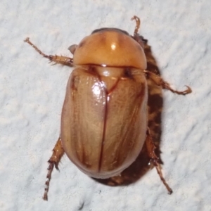 Cyclocephala signaticollis at Ainslie, ACT - 12 Jan 2019