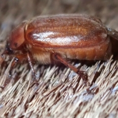 Antitrogus morbillosus at Ainslie, ACT - 14 Jan 2019