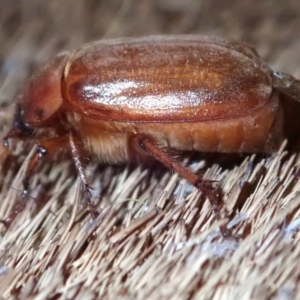 Antitrogus morbillosus at Ainslie, ACT - 14 Jan 2019