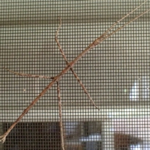 Ctenomorpha marginipennis at Jerrabomberra, NSW - 18 Jan 2019 01:18 PM