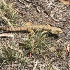 Pogona barbata (Eastern Bearded Dragon) at Cook, ACT - 20 Jan 2019 by JohnB