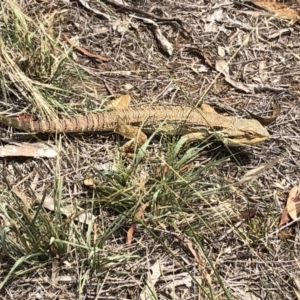 Pogona barbata at Cook, ACT - suppressed