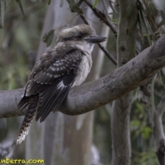 Dacelo novaeguineae (Laughing Kookaburra) at Red Hill to Yarralumla Creek - 18 Jan 2019 by BIrdsinCanberra