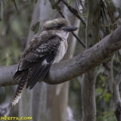 Dacelo novaeguineae (Laughing Kookaburra) at Hughes, ACT - 19 Jan 2019 by BIrdsinCanberra