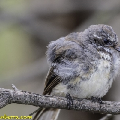 Rhipidura albiscapa (Grey Fantail) at Undefined, ACT - 19 Jan 2019 by BIrdsinCanberra