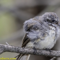 Rhipidura albiscapa (Grey Fantail) at Red Hill Nature Reserve - 18 Jan 2019 by BIrdsinCanberra