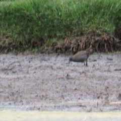 Porzana fluminea (Australian Spotted Crake) at Fyshwick, ACT - 20 Jan 2019 by tom.tomward@gmail.com