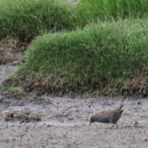 Porzana fluminea at Fyshwick, ACT - 20 Jan 2019 12:00 AM