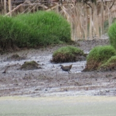 Porzana fluminea at Fyshwick, ACT - 20 Jan 2019