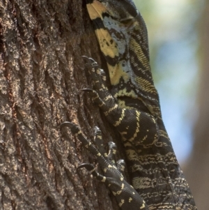 Varanus varius at Bald Hills, NSW - suppressed