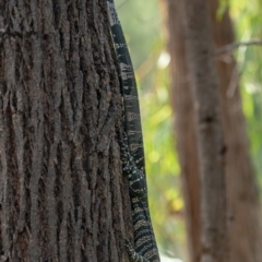 Varanus varius at Bald Hills, NSW - suppressed