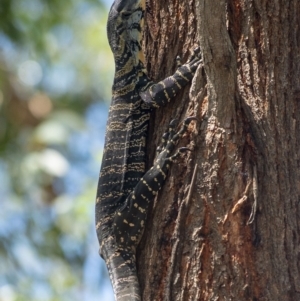 Varanus varius at Bald Hills, NSW - 20 Jan 2019