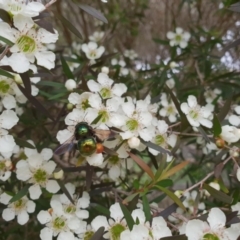 Xylocopa (Lestis) aerata (Golden-Green Carpenter Bee) at Bawley Point, NSW - 7 Jan 2019 by splivingston@optusnet.com.au