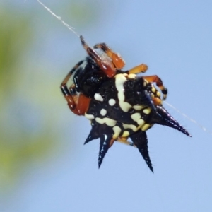 Austracantha minax at Ainslie, ACT - 17 Jan 2019