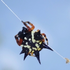 Austracantha minax at Ainslie, ACT - 17 Jan 2019