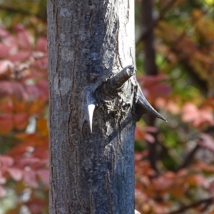 Robinia pseudoacacia at Yarralumla, ACT - 20 May 2018 11:39 AM