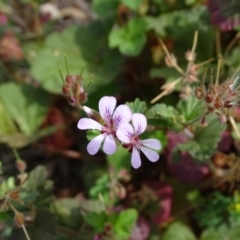 Pelargonium australe (Austral Stork's-bill) at Jerrabomberra, ACT - 20 Jan 2019 by Mike