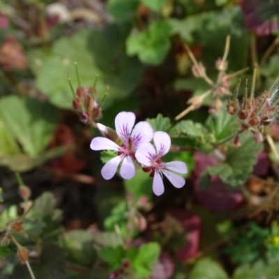 Pelargonium australe (Austral Stork's-bill) at Isaacs Ridge and Nearby - 20 Jan 2019 by Mike