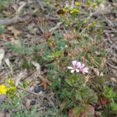 Pelargonium australe at Jerrabomberra, ACT - 20 Jan 2019