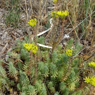 Sedum rupestre (Rocky Stonecrop or Deflexed Stonecrop) at Isaacs Ridge and Nearby - 20 Jan 2019 by Mike