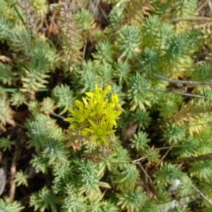 Sedum rupestre at Tuggeranong DC, ACT - 20 Jan 2019 11:00 AM