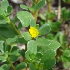 Portulaca oleracea (Munyeroo ,Pigweed, Purslane) at Tuggeranong DC, ACT - 20 Jan 2019 by Mike
