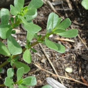 Portulaca oleracea at Tuggeranong DC, ACT - 20 Jan 2019