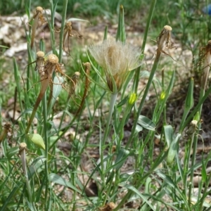 Tragopogon dubius at Jerrabomberra, ACT - 20 Jan 2019