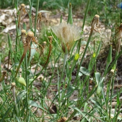 Tragopogon dubius (Goatsbeard) at Isaacs Ridge and Nearby - 19 Jan 2019 by Mike