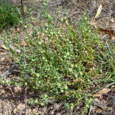 Centipeda cunninghamii (Common Sneezeweed) at Isaacs Ridge and Nearby - 19 Jan 2019 by Mike