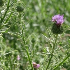 Cirsium vulgare (Spear Thistle) at ISA100: Long Gully Rd/Mugga Lane - 19 Jan 2019 by Mike