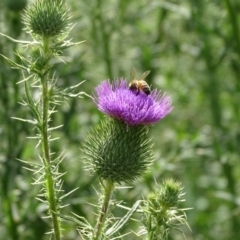 Cirsium vulgare at Jerrabomberra, ACT - 20 Jan 2019 10:25 AM