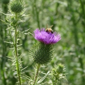 Cirsium vulgare at Jerrabomberra, ACT - 20 Jan 2019 10:25 AM