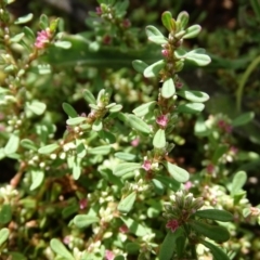 Polygonum plebeium (Small Knotweed) at ISA100: Long Gully Rd/Mugga Lane - 19 Jan 2019 by Mike