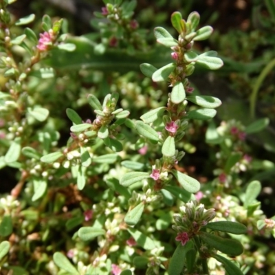 Polygonum plebeium (Small Knotweed) at Isaacs Ridge - 19 Jan 2019 by Mike