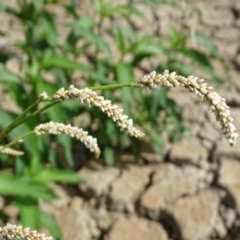 Persicaria lapathifolia (Pale Knotweed) at Wanniassa Hill - 19 Jan 2019 by Mike