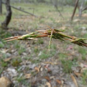 Cymbopogon refractus at Tuggeranong DC, ACT - 20 Jan 2019