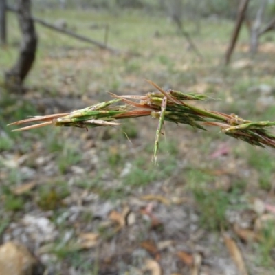 Cymbopogon refractus (Barbed-wire Grass) at Wanniassa Hill - 19 Jan 2019 by Mike