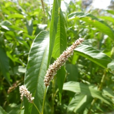 Persicaria lapathifolia (Pale Knotweed) at Jerrabomberra, ACT - 19 Jan 2019 by Mike