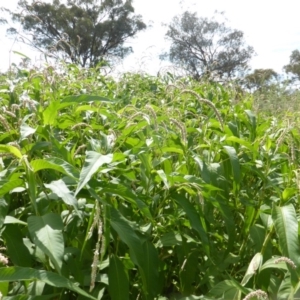 Persicaria lapathifolia at Isaacs Ridge - 20 Jan 2019