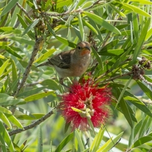 Myzomela sanguinolenta at Bald Hills, NSW - 20 Jan 2019 05:14 AM