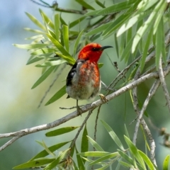 Myzomela sanguinolenta at Bald Hills, NSW - 20 Jan 2019