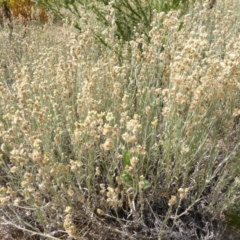 Pseudognaphalium luteoalbum (Jersey Cudweed) at Jerrabomberra, ACT - 19 Jan 2019 by Mike