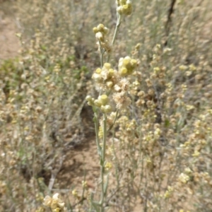 Pseudognaphalium luteoalbum at Jerrabomberra, ACT - 20 Jan 2019 09:22 AM