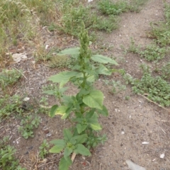 Amaranthus retroflexus (Redroot Amaranth) at Jerrabomberra, ACT - 20 Jan 2019 by Mike