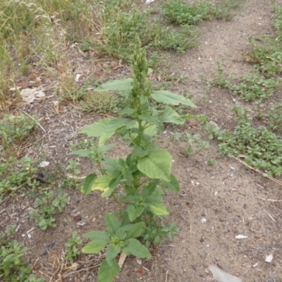 Amaranthus retroflexus (Redroot Amaranth) at Jerrabomberra, ACT - 20 Jan 2019 by Mike