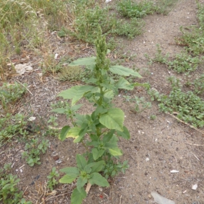 Amaranthus retroflexus (Redroot Amaranth) at Jerrabomberra, ACT - 19 Jan 2019 by Mike