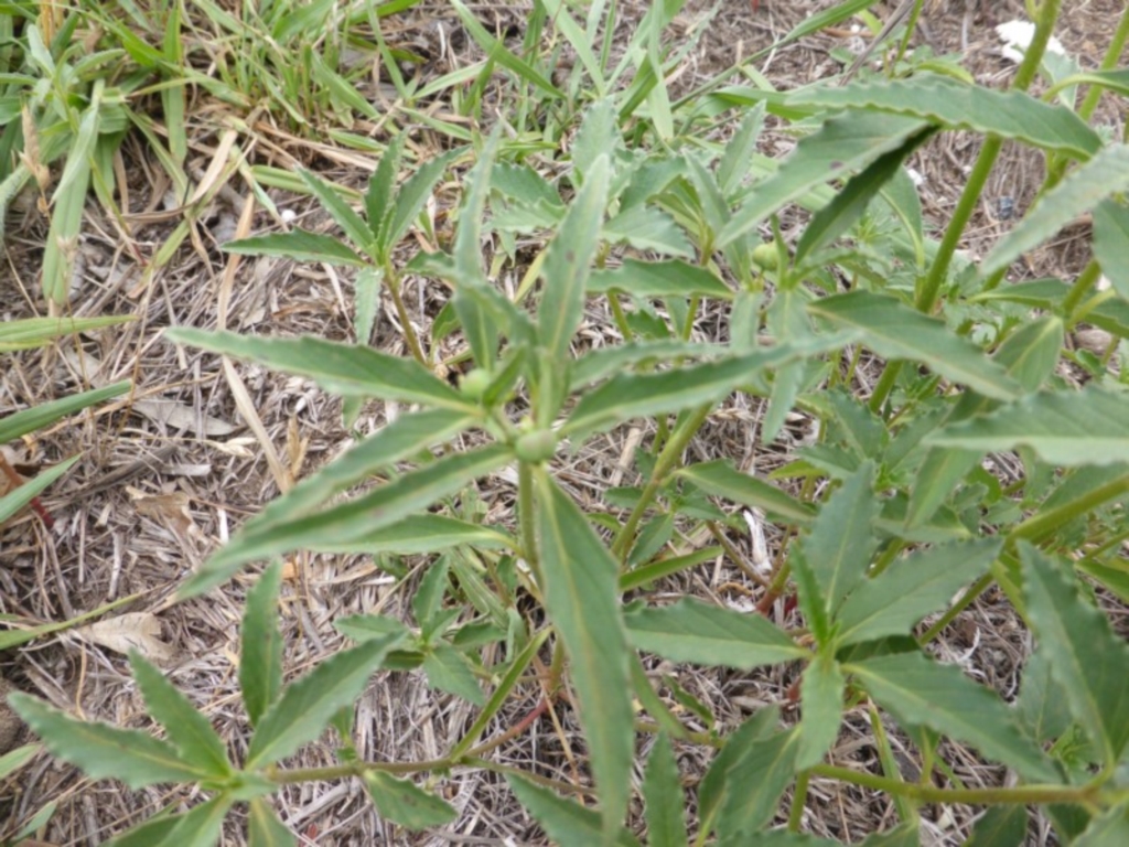 Euphorbia davidii at Jerrabomberra, ACT - 20 Jan 2019